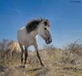 Konik Horses 0410_4